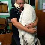 image for Swan hugs veterinarian who saved his life
