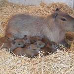 image for capybara & capybarababies