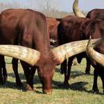 image for Natural horns of Ankole Bull