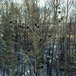image for My son took this photo today; so many bald eagles in one tree.