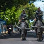 image for Police in Marajo, Brazil rides buffalo on patrol cause they can outrun suspects in rivers & swamps