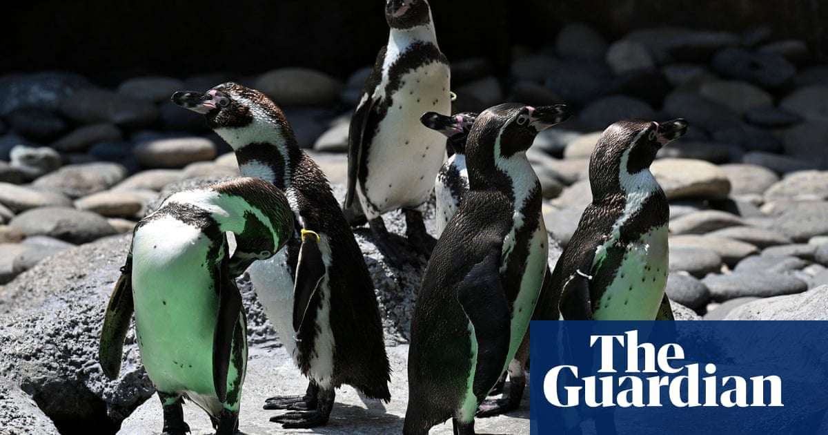 image for Same-sex penguins succeed as foster parents in first for New York zoo