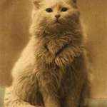 image for First cat picture in the World taken around 1880...