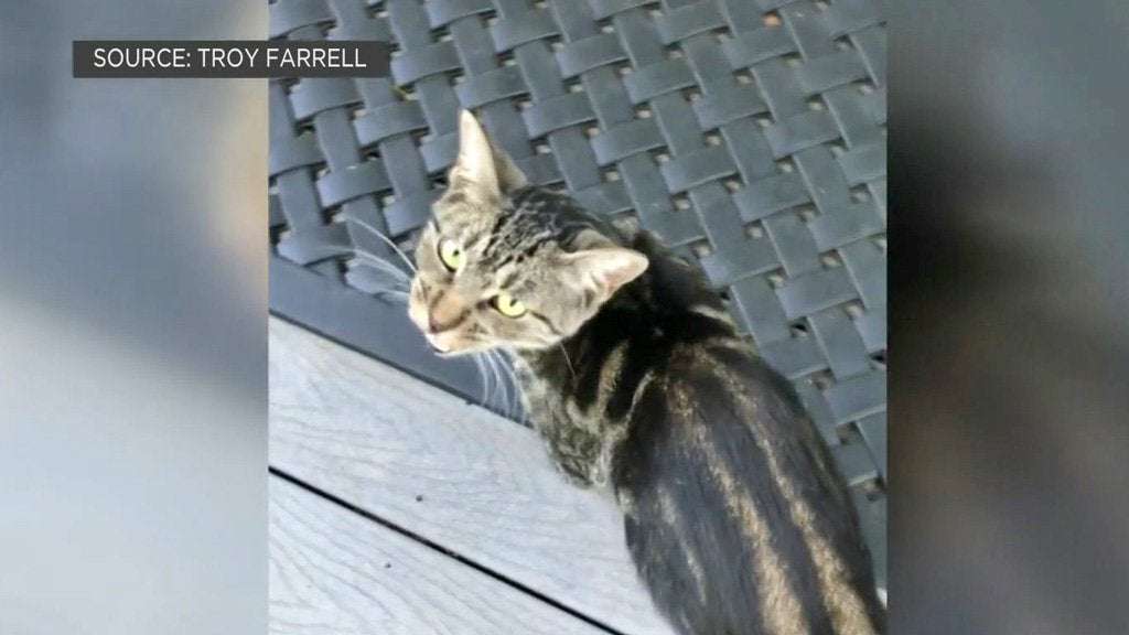 image for North Bay Man’s Beloved Cat Allegedly Taken by Airbnb Renters