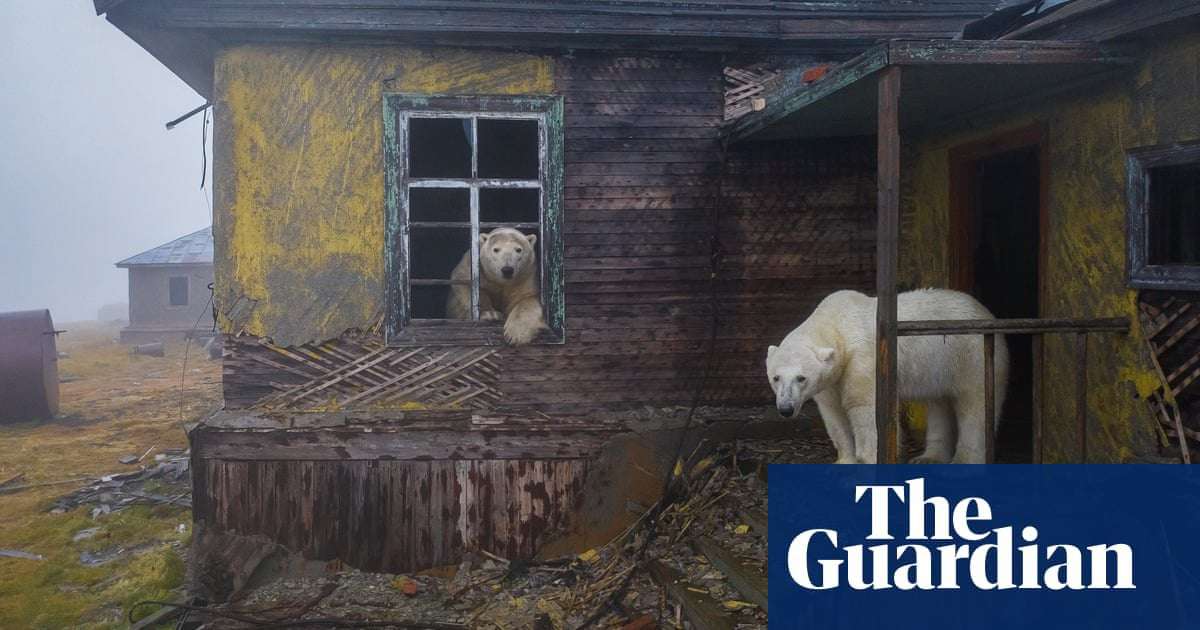 image for Polar bears move into abandoned Arctic weather station – photo essay