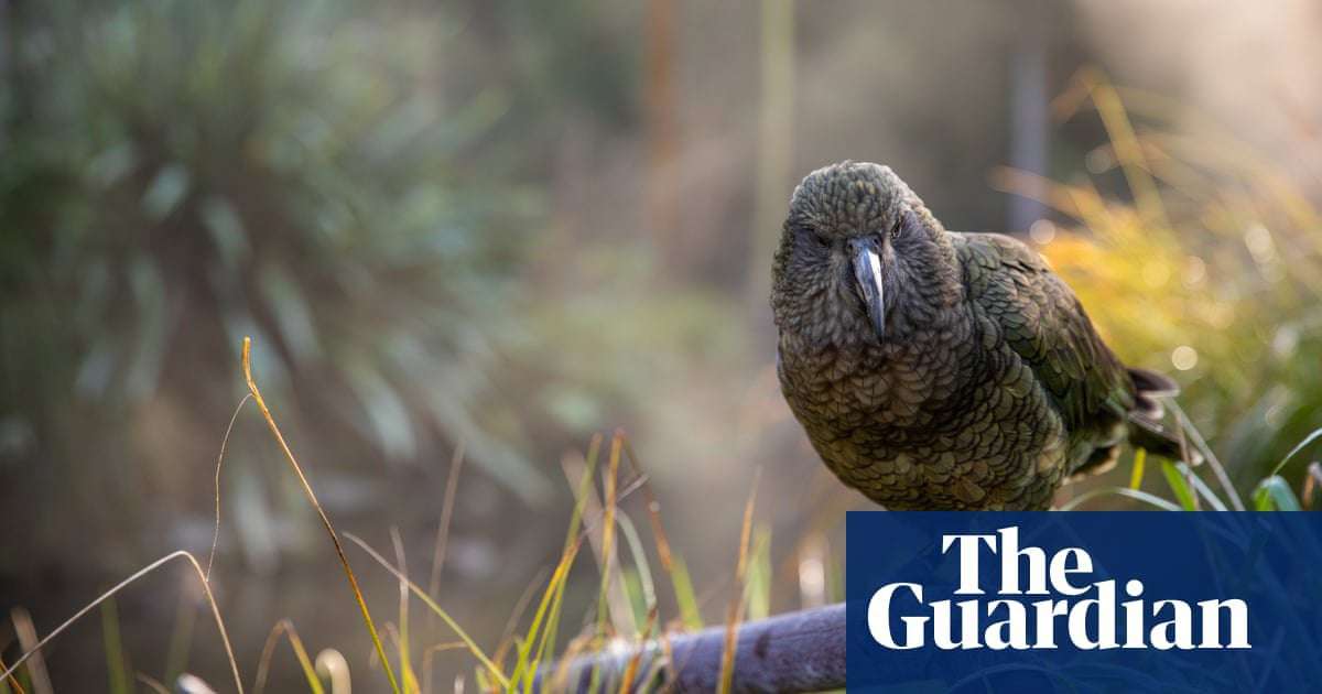 image for Kleptomaniac New Zealand parrot steals GoPro, films airborne escape