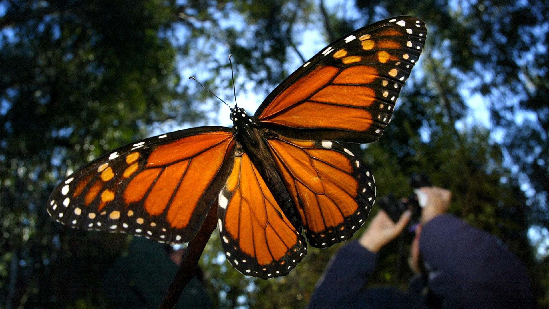 image for Western monarch populations grew over 100-fold in 2021. Why?