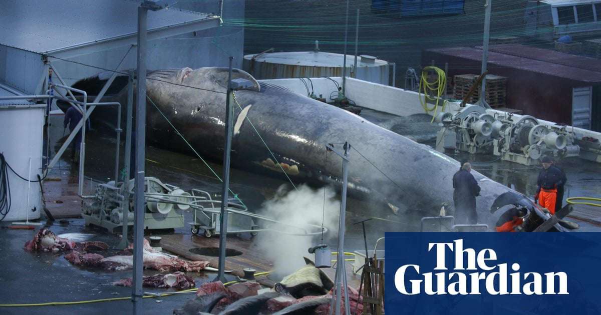 image for Iceland to end whaling in 2024 as demand dwindles