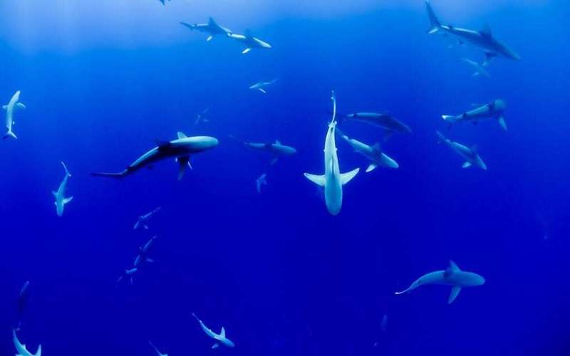 image for Hawaii Becomes First U.S. State to Ban Shark Fishing