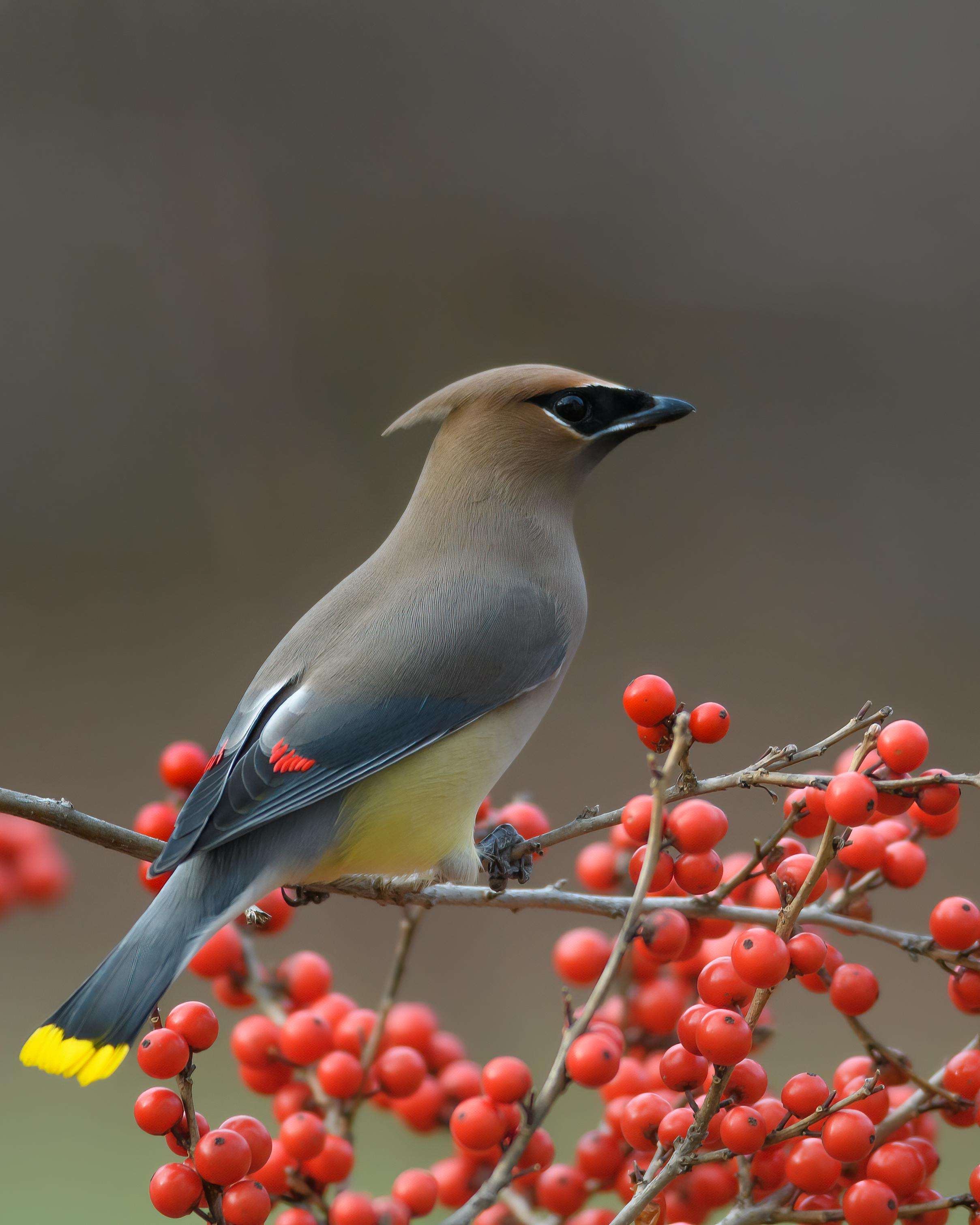 image showing [OC] Smoothest bird in town: the cedar waxwing!