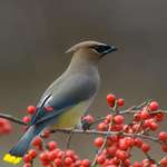 image for [OC] Smoothest bird in town: the cedar waxwing!