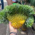 image for [OC] Alien Pineapple