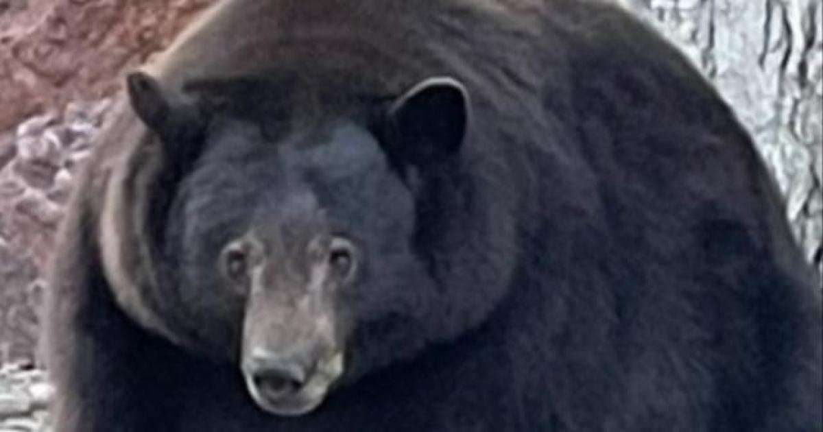 image for 500-pound bear known as "Hank the Tank" breaks into another Lake Tahoe home: "Lost all fear of people"