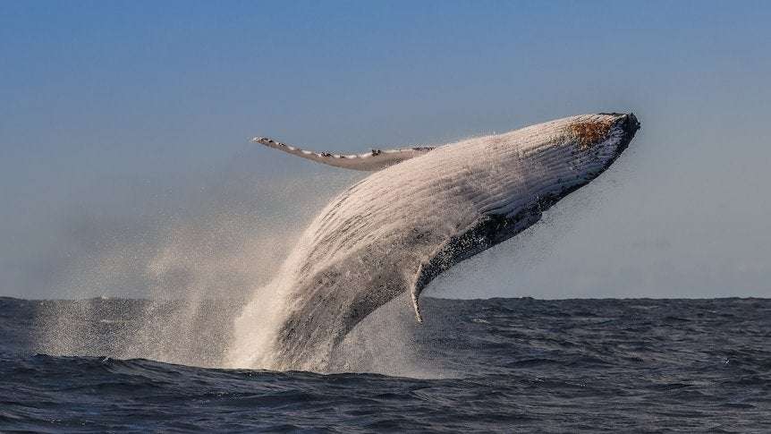 image for Humpback whales no longer listed as endangered after major recovery