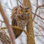 image for ITAP of long-eared owls