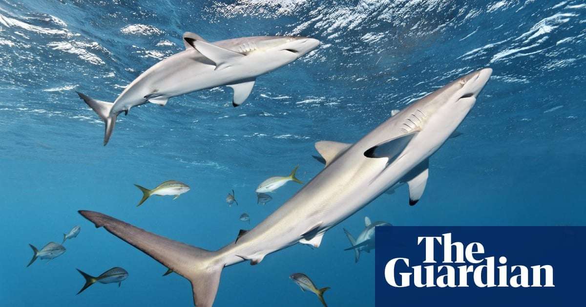 image for Endangered sharks found in cat and dog food, DNA study shows