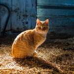 image for ITAP of an orange farm cat