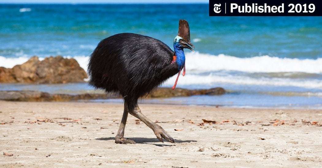 image for A Giant Bird Killed Its Owner. Now It Could Be Yours.