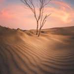image for ITAP of a dead tree in dunes