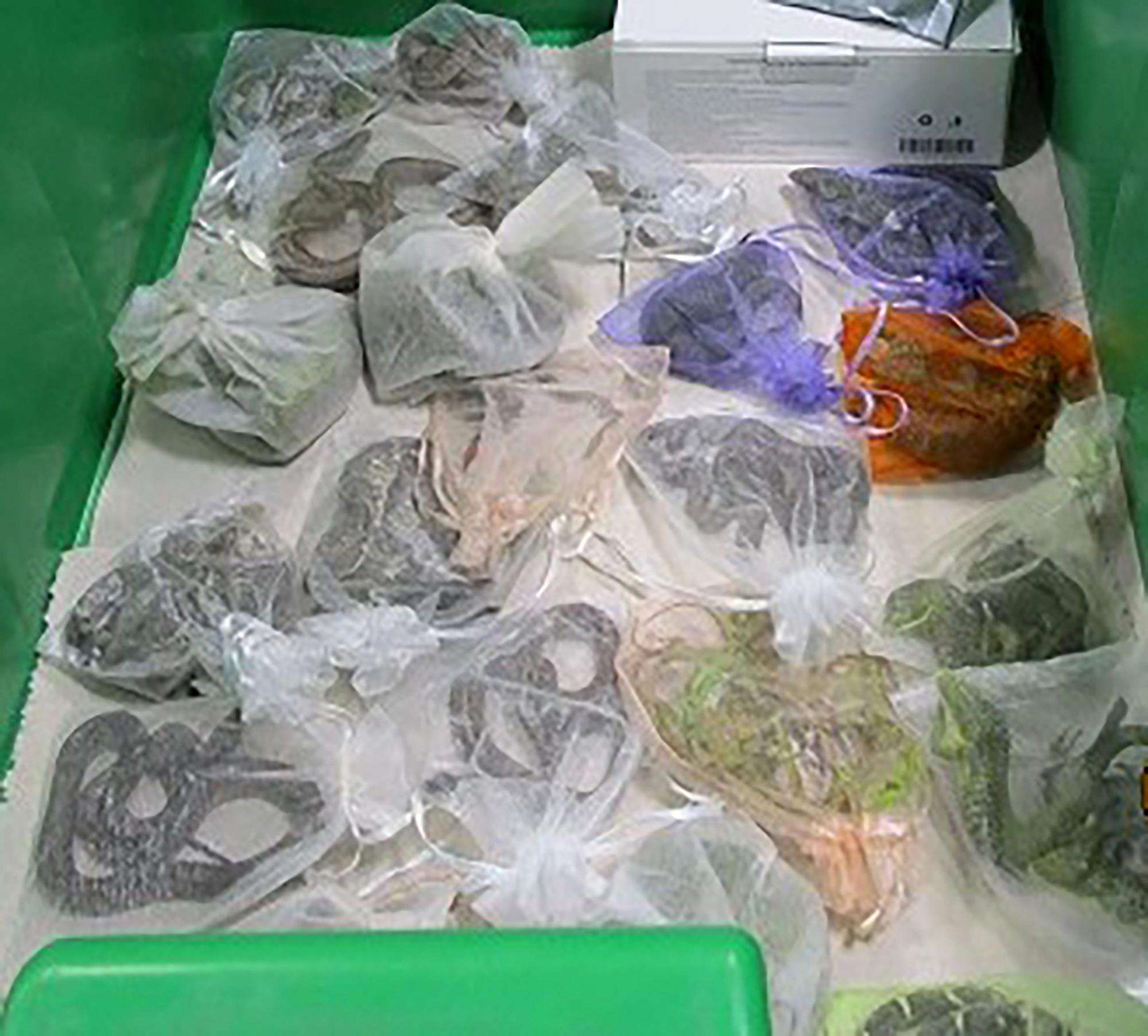 image for Border authorities find 52 reptiles hidden in man’s clothing