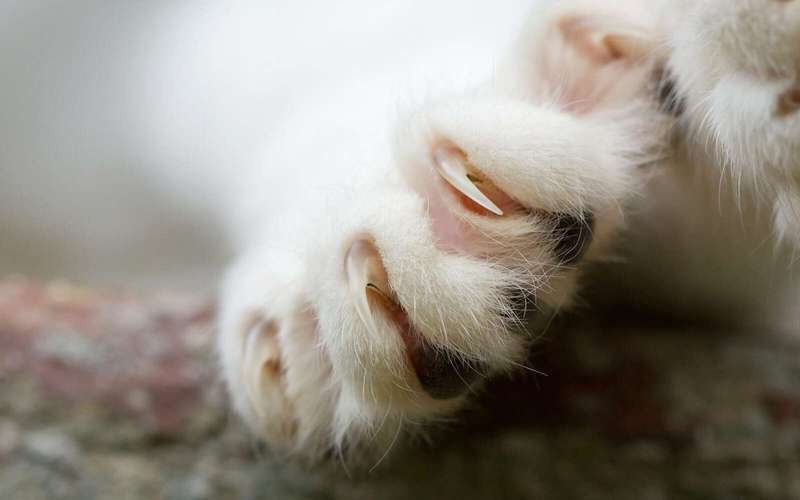 image for Maryland Will Become Second State to Prohibit Pet Owners from Declawing Cats