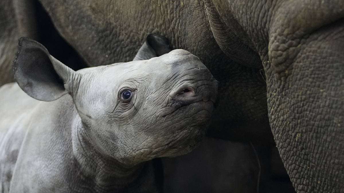 image for Endangered baby rhino born at Czech zoo is named Kyiv in honour of Ukraine