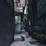 image for ITAP of an alley cat