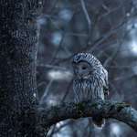 image for [OC] I photographed this Ural owl during the blue hour.