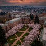 image for ITAP of UW Cherry Blossoms