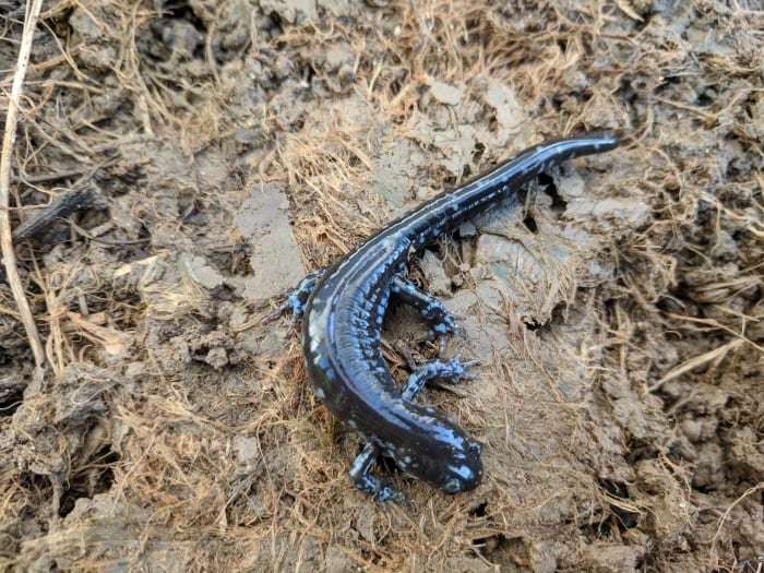 image for City of Marquette closing road nightly to save migrating salamanders