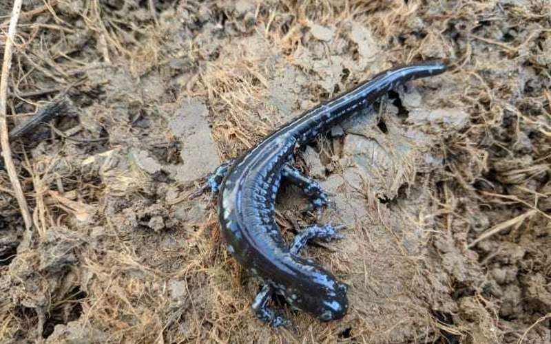 image for City of Marquette closing road nightly to save migrating salamanders