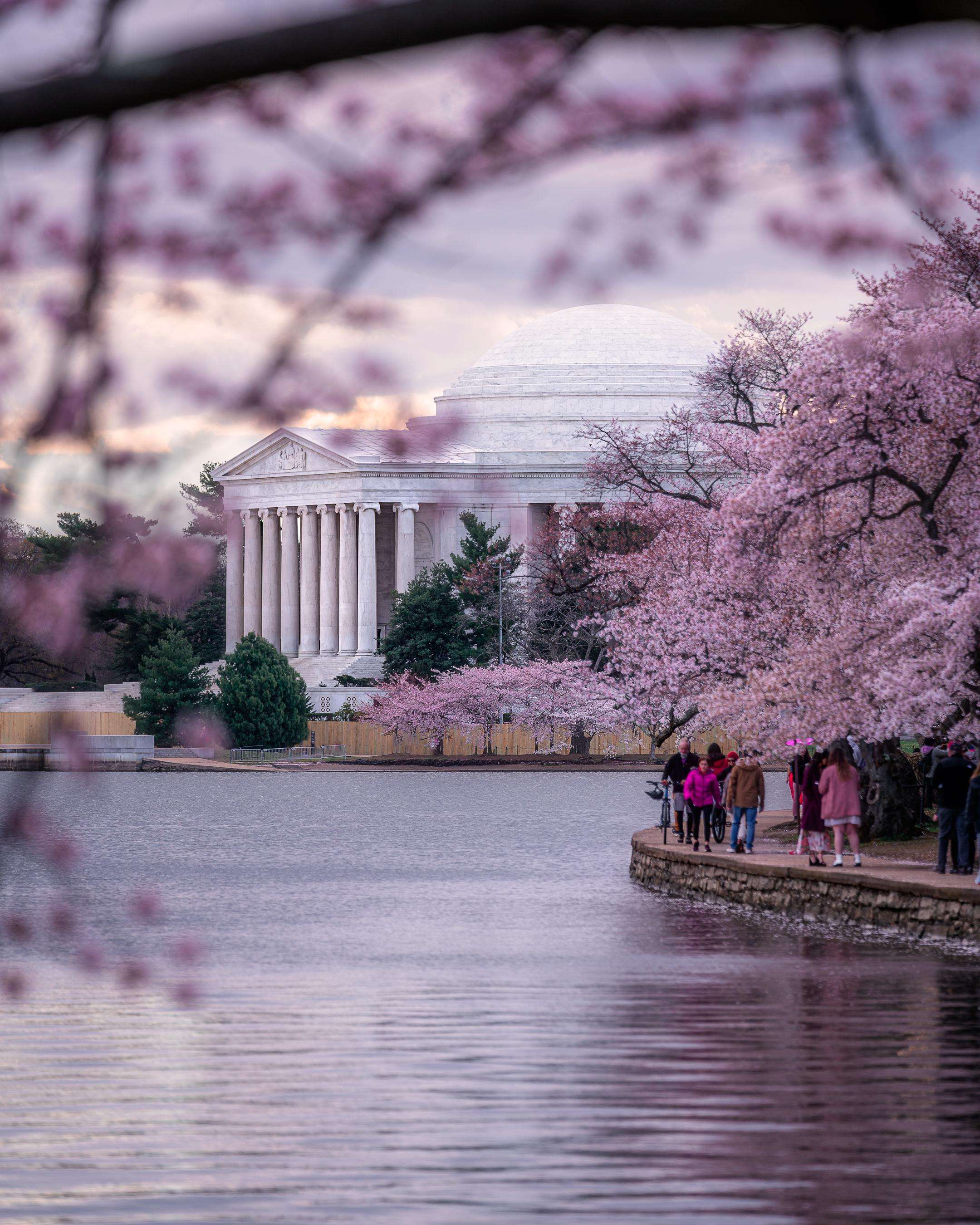 image showing ITAP of the Cherry Blossoms