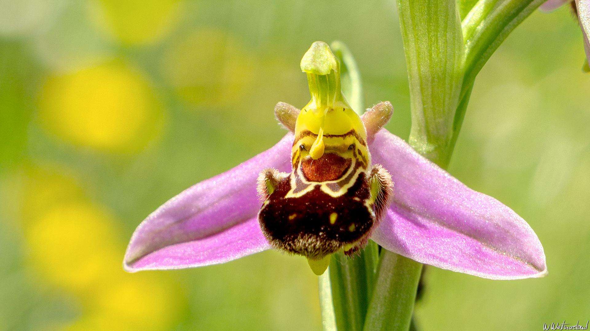 image showing ITAP of a laughing orchid