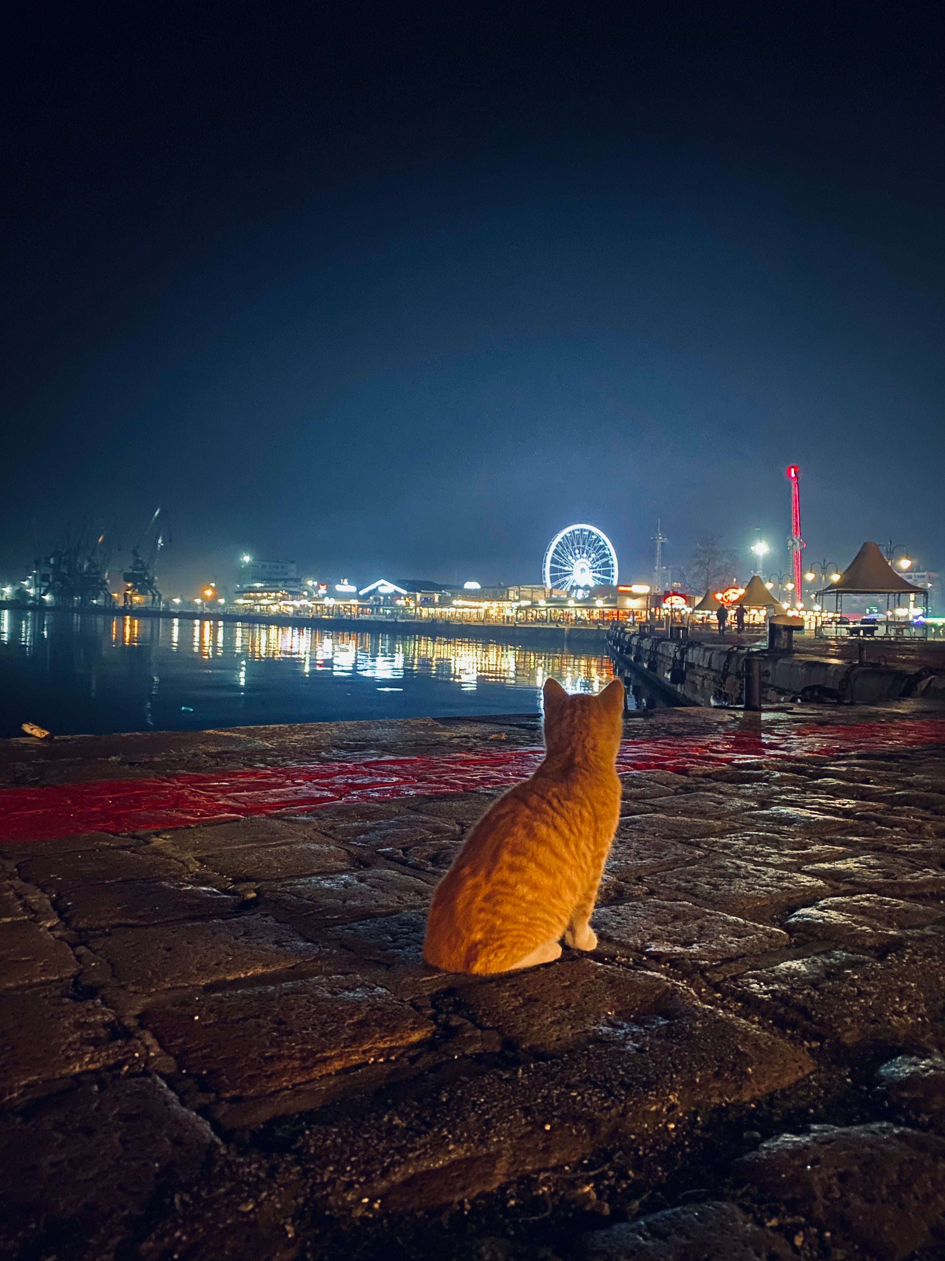 image showing ITAP of a cat looking at the fair.