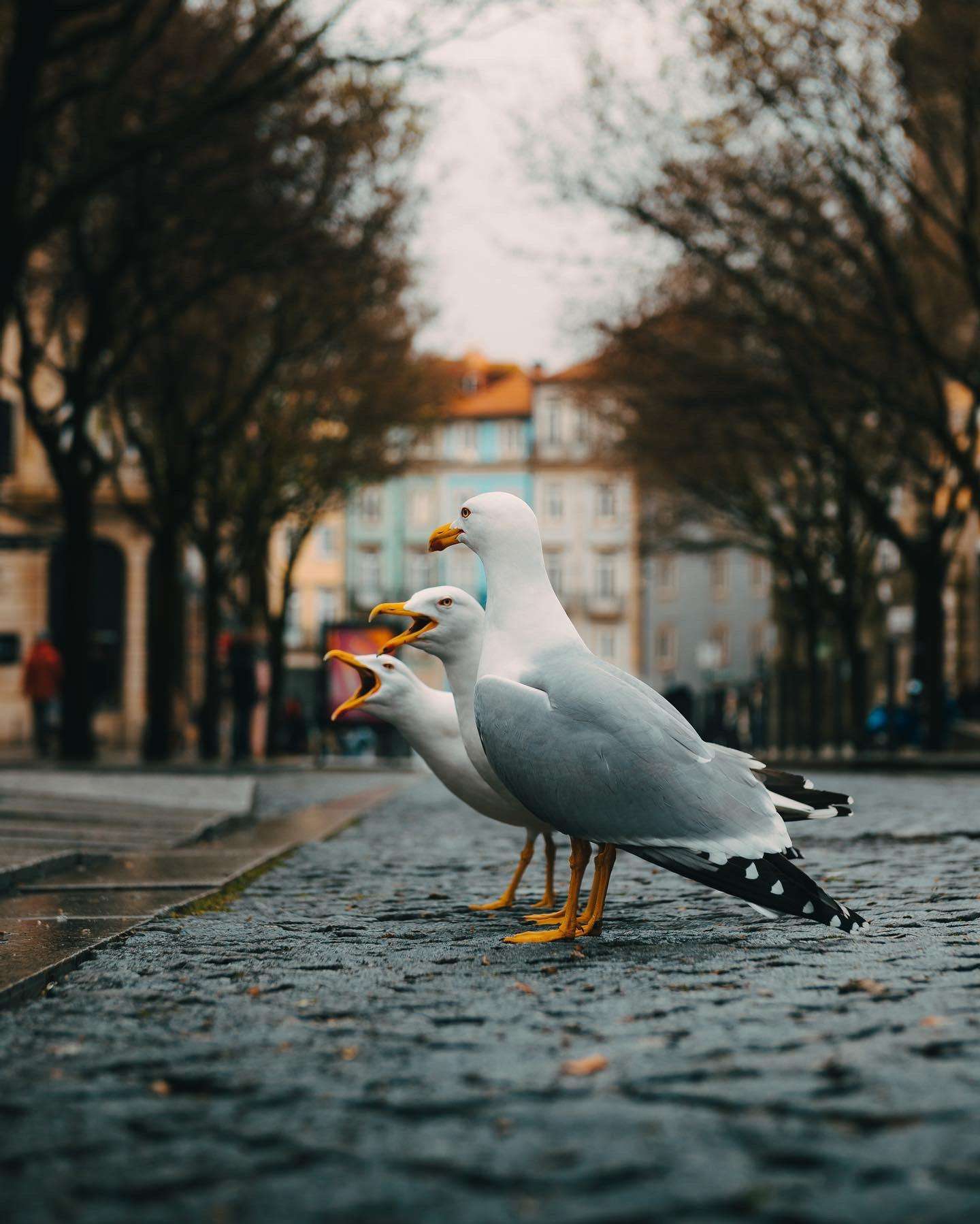 image showing ITAP of three very angry seagulls in Portugal