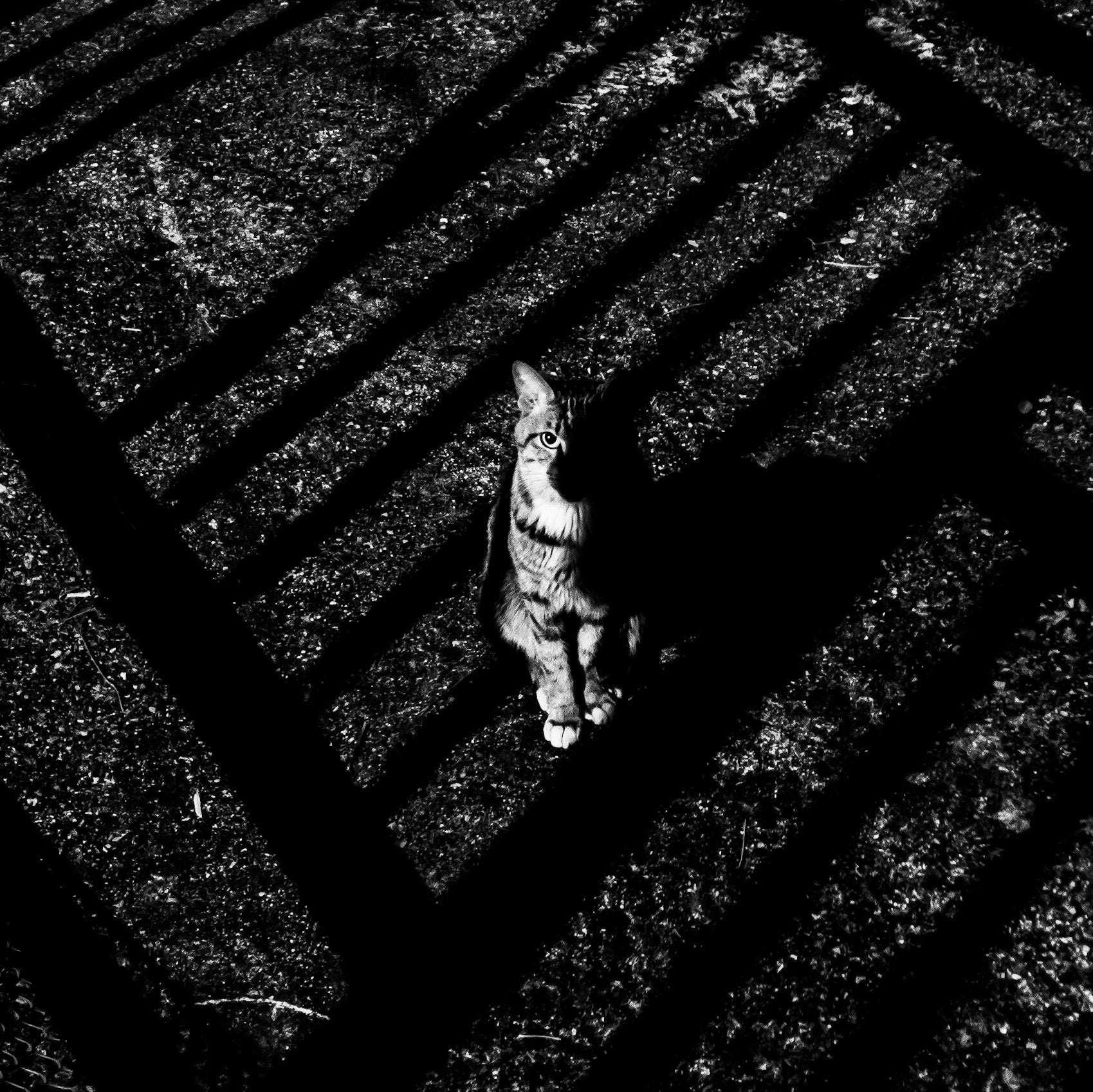 image showing ITAP of a stray cat at night
