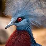 image for ITAP of a Victoria Crowned Pigeon