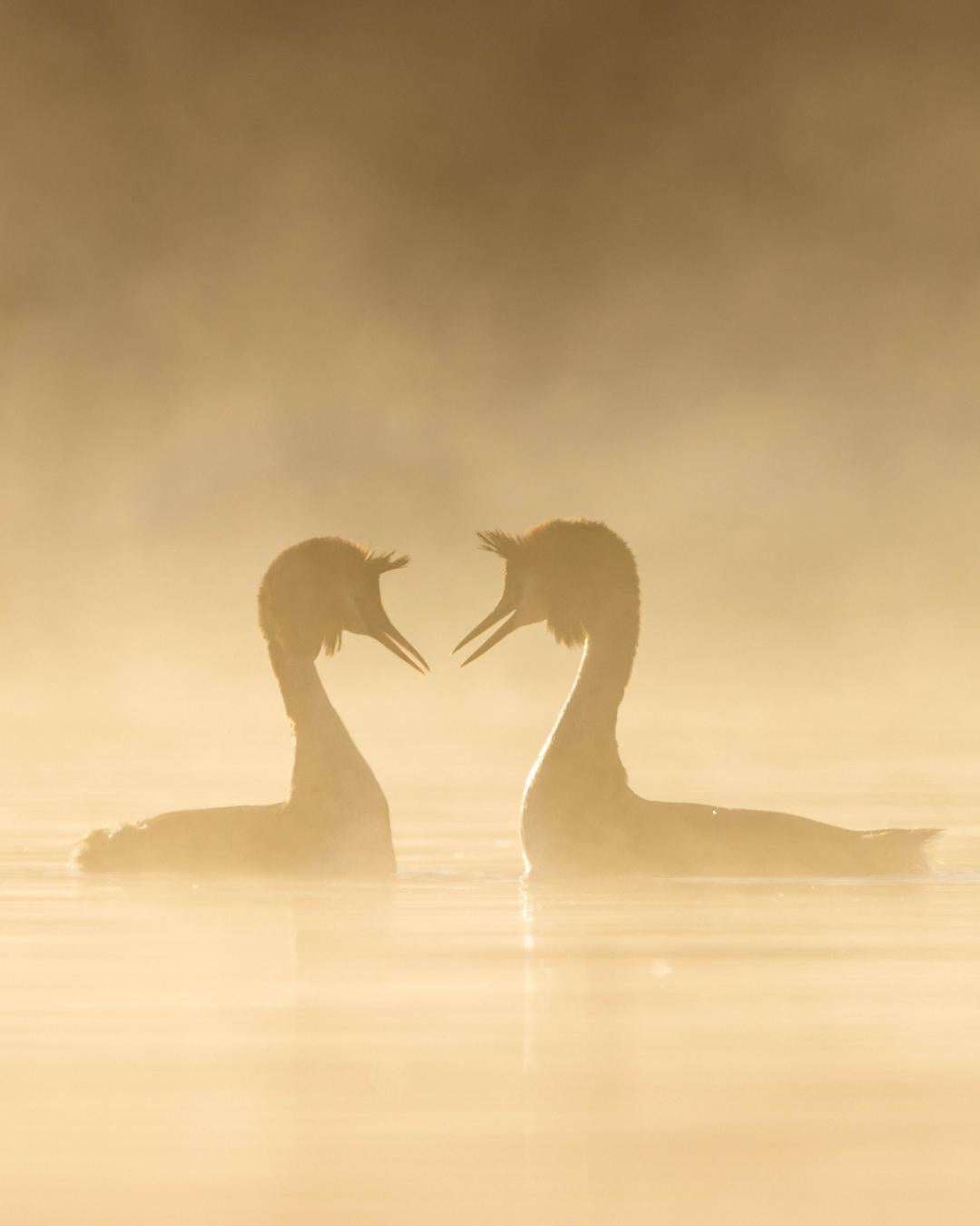 image showing ITAP of great crested grebes at sunrise