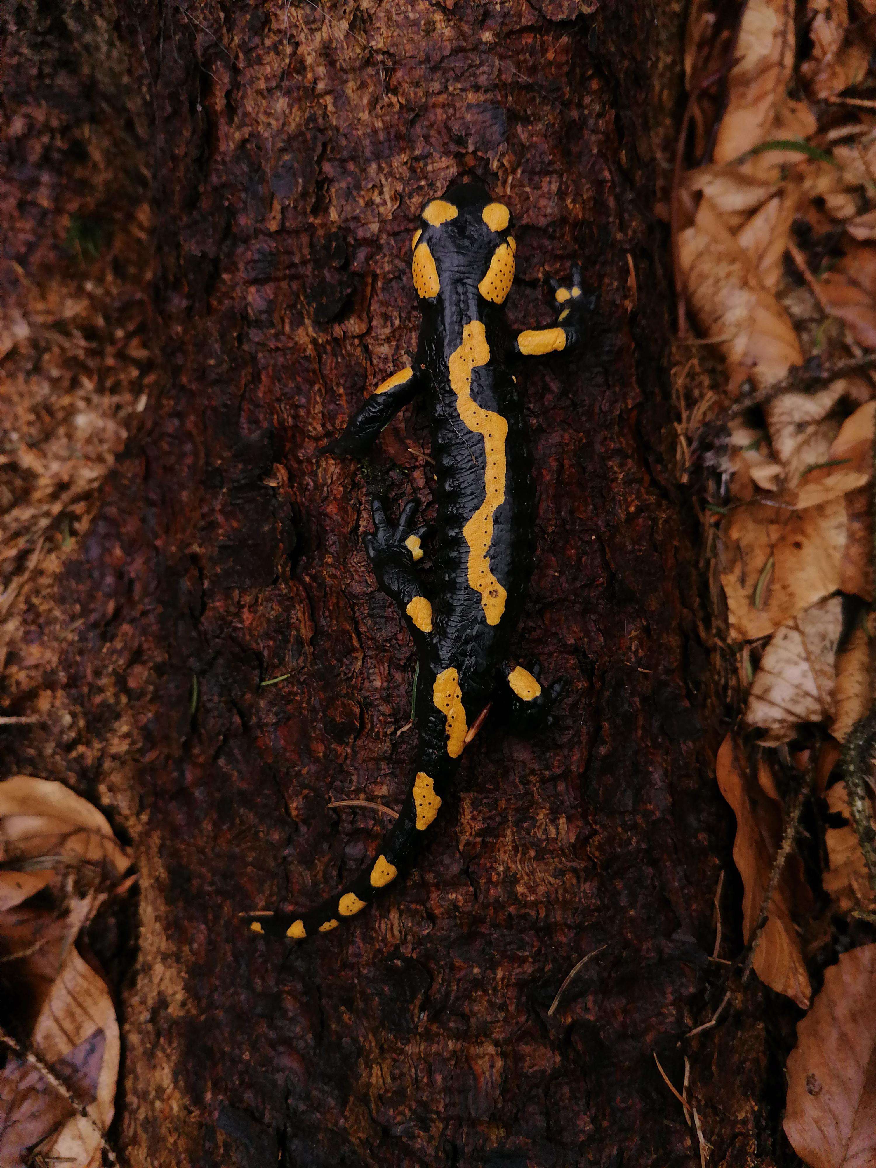 image showing ITAP of a salamander on a tree root