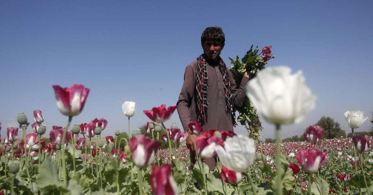 image for Taliban bans drug cultivation, including lucrative opium