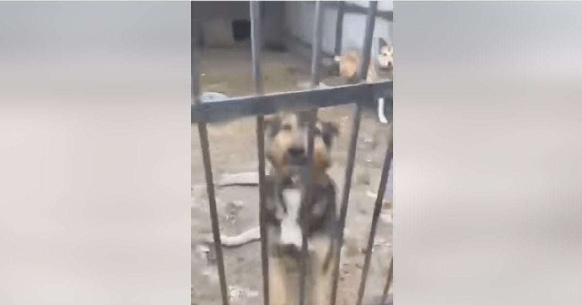 image for More than 300 dogs found dead in Ukrainian shelter after weeks without food or water due to the war, charity says