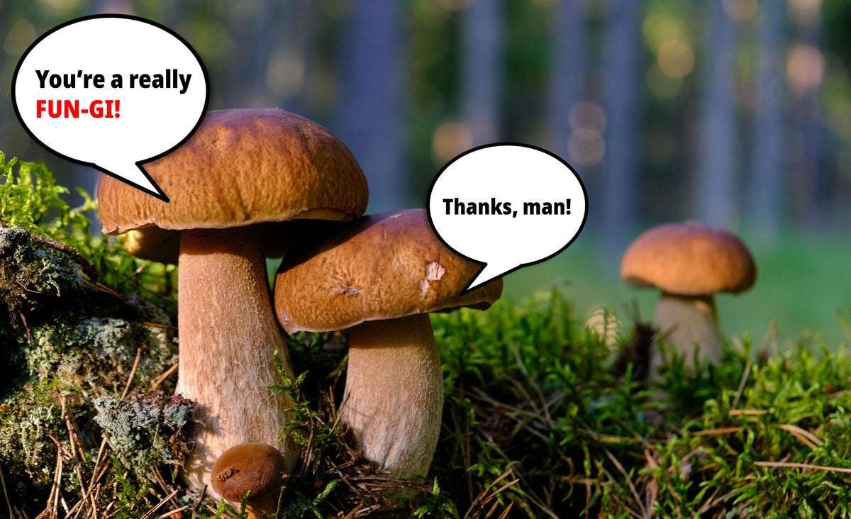 image for What a trip: research suggests mushrooms talk to each other with a vocabulary of 50 words