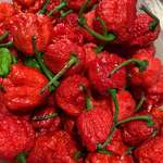 image for (OC) Moruga Scorpion peppers. Trinidad and Tobago's hottest variety.