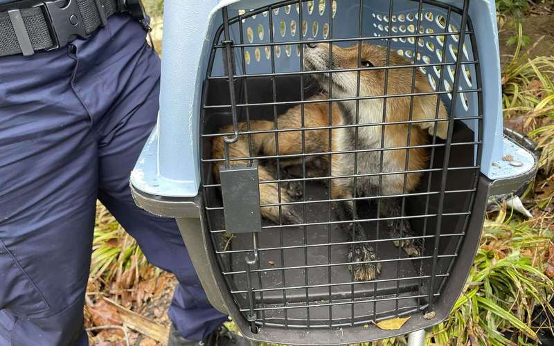 image for Fox caught on U.S. Capitol grounds euthanized; tests positive for rabies