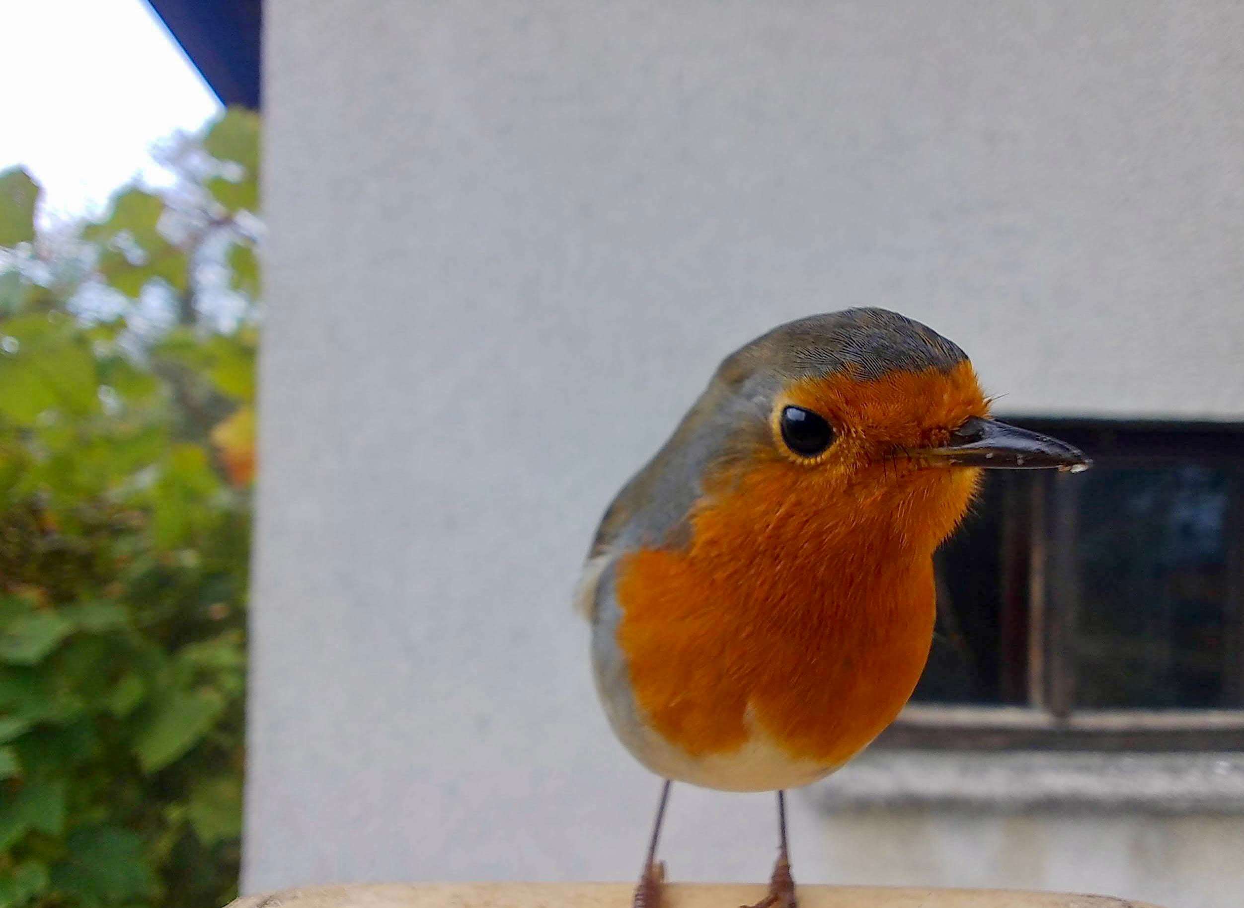 image showing A curious European Robin from Slovenia