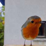 image for A curious European Robin from Slovenia