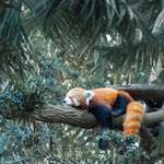 image for ITAP of a sleepy red panda