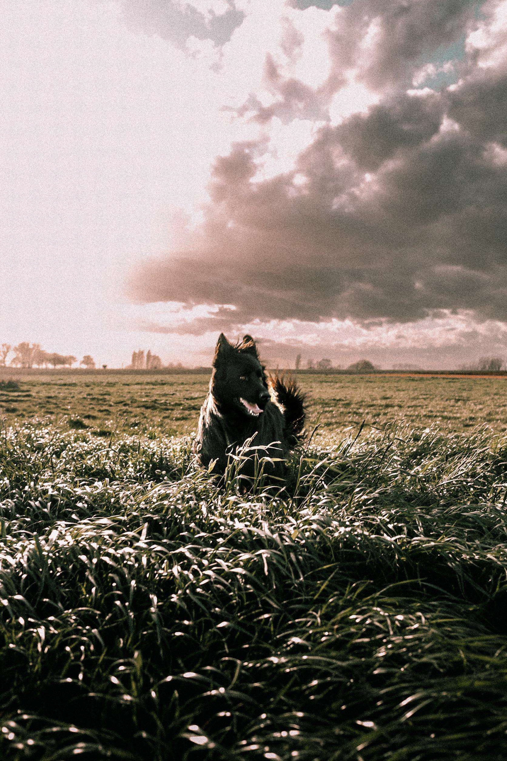 image showing ITAP of my dog in a field.