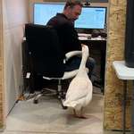 image for [OC] Apparently was Bring Your Goose To Work Day at my friend's office