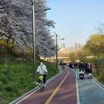 image for [OC] Cherry blossoms in Korea